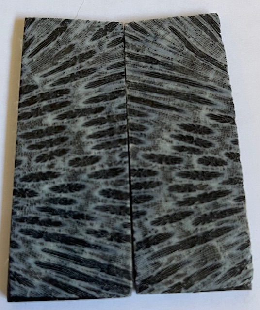 FOSSIL CORAL SCALES               2-13/16 X 1-1/16 X 1/8