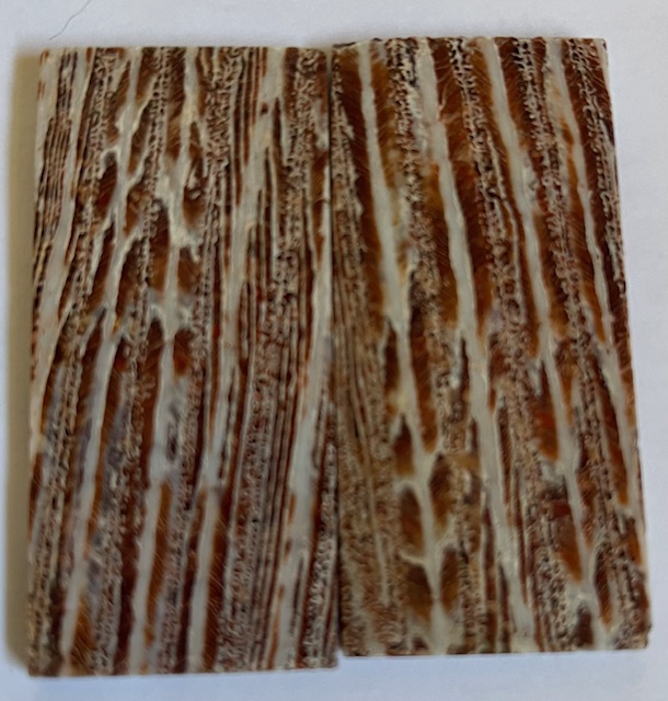 FOSSIL CORAL SCALES               2-1/2 X 1-1/8 X 1/8