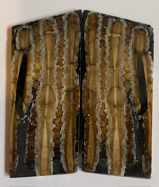 MAMMOTH TOOTH                  2-15/16 tapers X 1-1/4 X 1/8