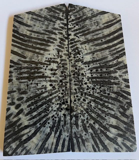 FOSSIL CORAL SCALES               4-3/16 tapers X 1-11/16 X 1/4