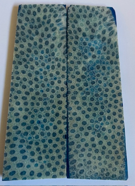 FOSSIL CORAL SCALES               3-15/16 X 1-1/8 X 5/32