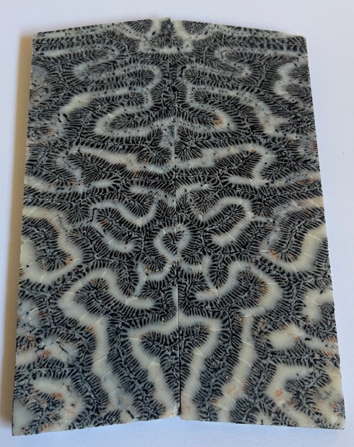 FOSSIL CORAL SCALES               3-15/16 X 1-7/16 X 5/32