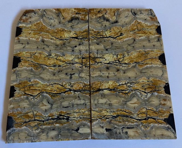 MAMMOTH TOOTH           2-3/4 X 1-7/16 to 1-9/16 X 1/8