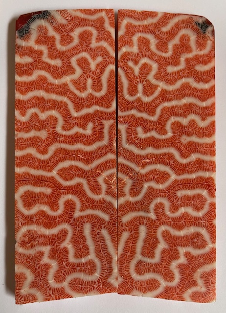 FOSSIL CORAL SCALES              4-3/4 X 1-1/2 to 1-5/8 X 1/4