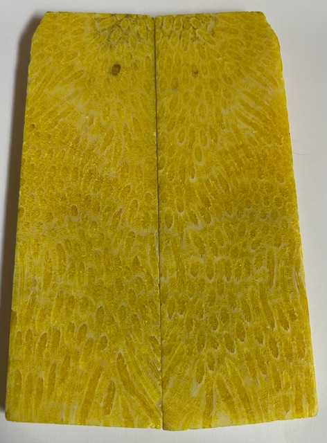 FOSSIL CORAL SCALES              4-7/8 X 1-3/8 to 1-9/16 X 1/4