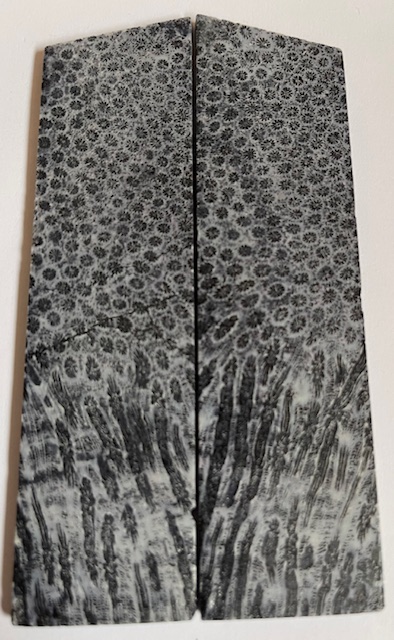 FOSSIL CORAL SCALES              4-3/8 X 1-3/16 X 1/8