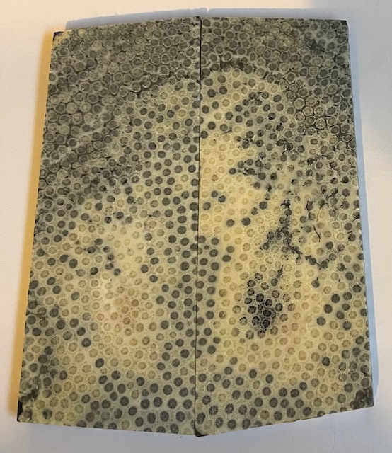 FOSSIL CORAL SCALES            4-7/16 tapers X 1-3/4 X 7/32