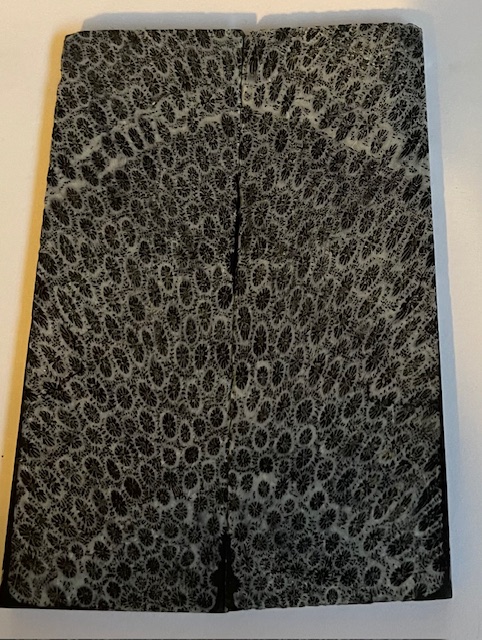 FOSSIL CORAL SCALES            4-1/8 X 1-3/8 X 3/16