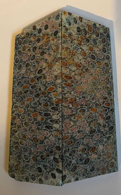 FOSSIL CORAL SCALES            3-1/4 tapers X 1-1/8 X 3/16