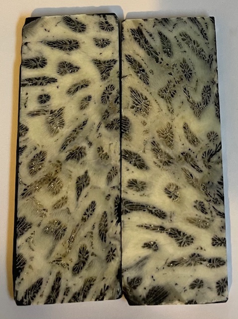 FOSSIL CORAL SCALES            3-3/8 X 1-3/16 X 1/8