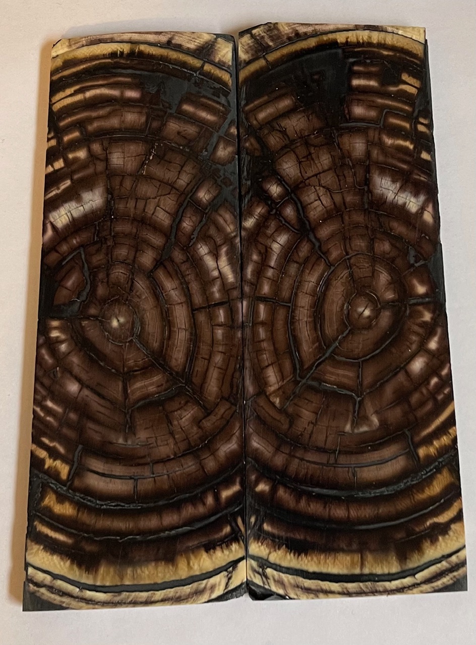 END GRAIN CUT MAMMOTH IVORY           5-5/8 X 1-7/8 X 7/32