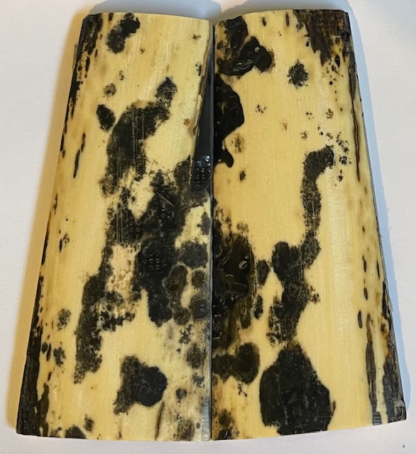  MAMMOTH IVORY SCALES             4 X 1-3/8 to 1-9/16 X 1/4