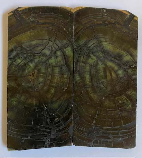 END GRAIN CUT MAMMOTH IVORY              4-1/8 to 4-1/4 X 1-13/16 X 1/4