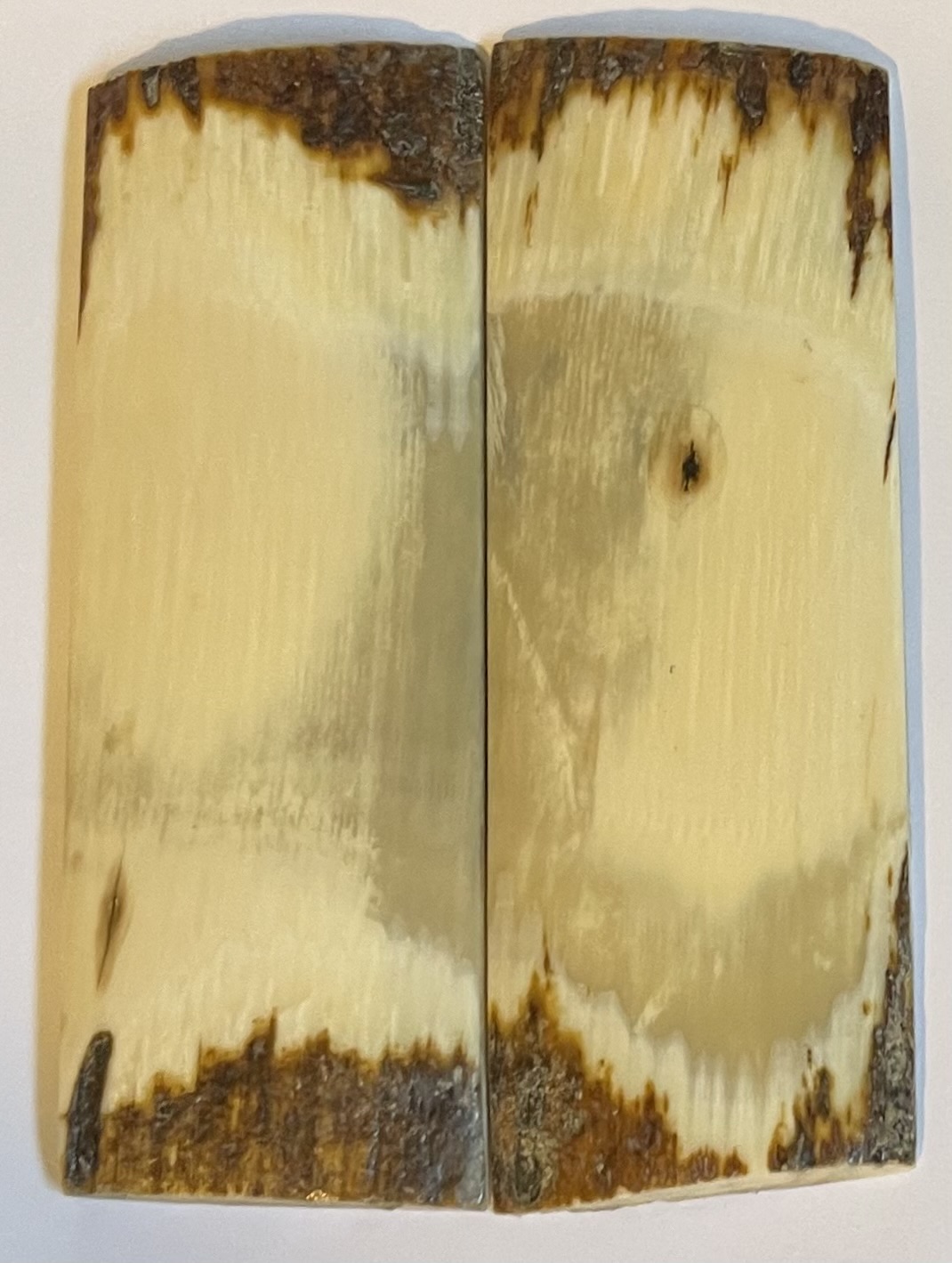  MAMMOTH IVORY SCALES            4-1/16 X 1-1/2 X 3/16