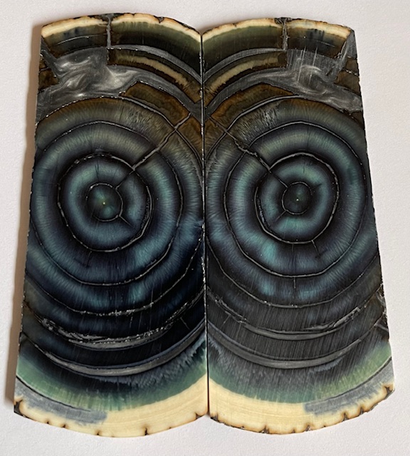 END GRAIN CUT MAMMOTH IVORY                 3-3/16 X 1-3/8 X 1/8