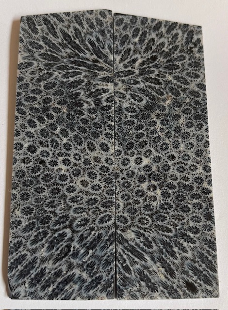 FOSSIL CORAL SCALES               3-13/16 X 1-1/4 X 1/8