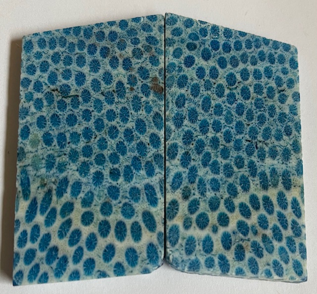 FOSSIL CORAL SCALES               2-9/16 X 1-7/16 X 3/16