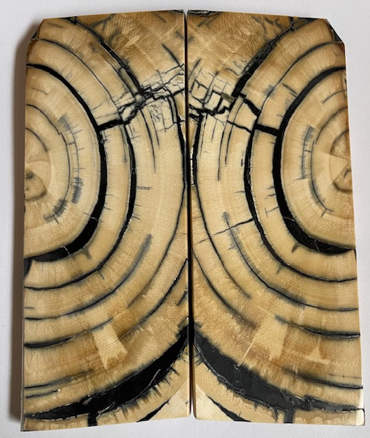 END GRAIN CUT MAMMOTH IVORY                 5 X 2 X 1/4