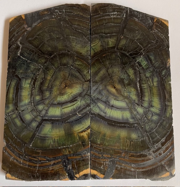 END GRAIN CUT MAMMOTH IVORY               4-1/8 tapers X 2 X 7/32