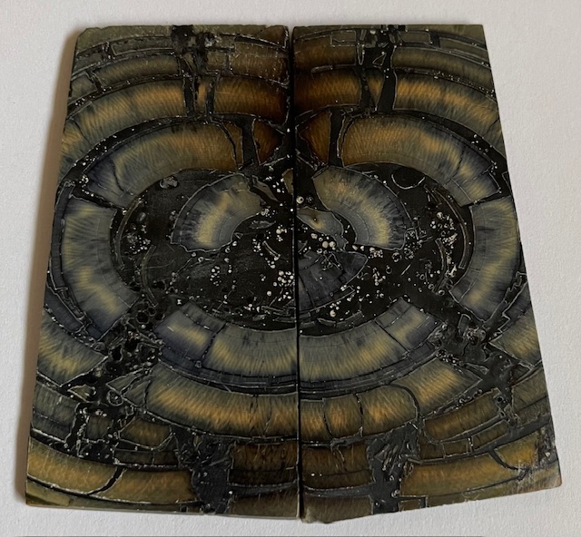 END GRAIN CUT MAMMOTH IVORY            2-7/16 X 1-1/16 X 1/16