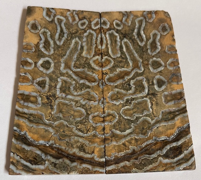 MAMMOTH TOOTH                   3-13/16 X 1-3/4 X 1/8