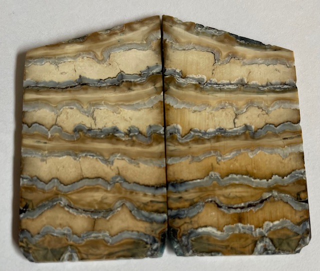 MAMMOTH TOOTH                2-3/16 tapers X 1-7/16 X 1/8 