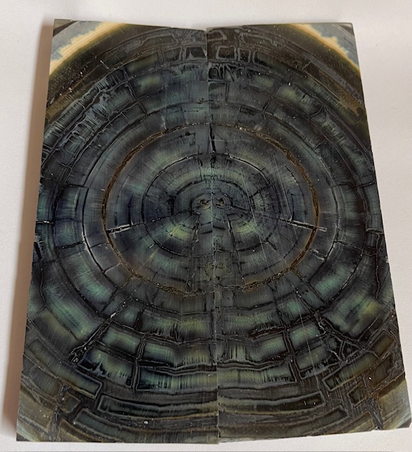 END GRAIN CUT MAMMOTH IVORY             4-3/4 X 1-13/16 X 1/4