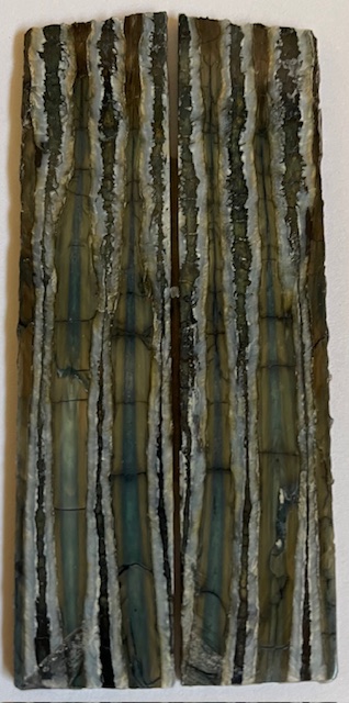 MAMMOTH TOOTH                 4-3/8 X 15/16 X 1/8