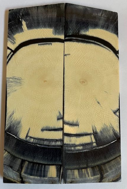 END GRAIN CUT MAMMOTH IVORY             5-3/16 X 1-5/8 X 3/16