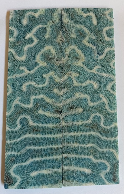 FOSSIL CORAL SCALES             6-7/16 X 1-15/16 X 7/32