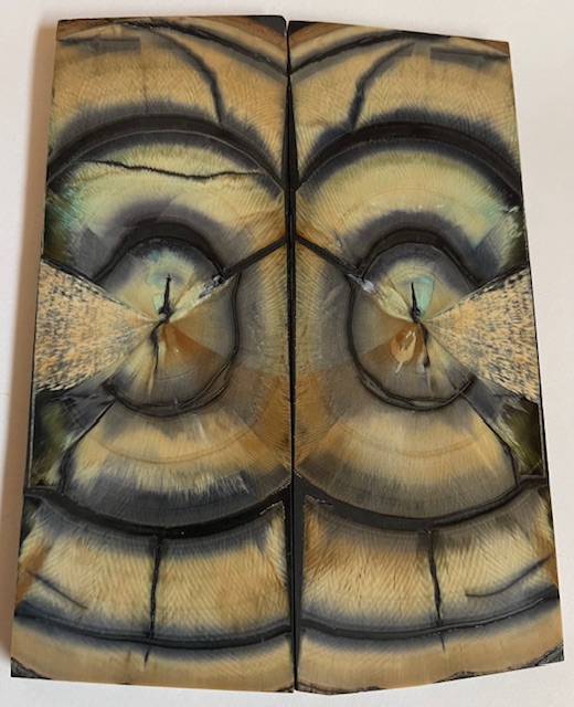 END GRAIN CUT MAMMOTH IVORY            4-5/8 X 1-3/4 X 1/4