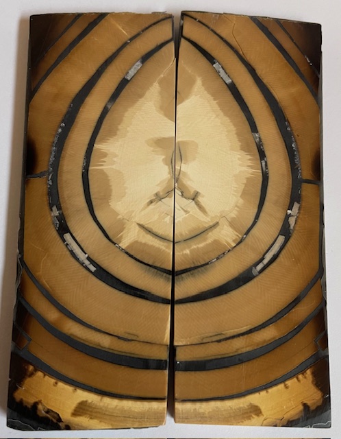 END GRAIN CUT MAMMOTH IVORY           4-3/8 X 1-1/2 X 7/32