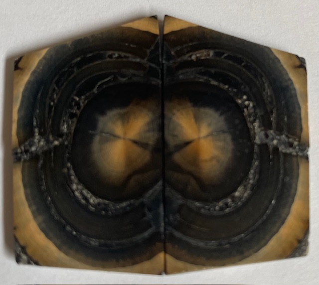 END GRAIN CUT MAMMOTH IVORY        1-5/8 X 1-1/16 X 1/8