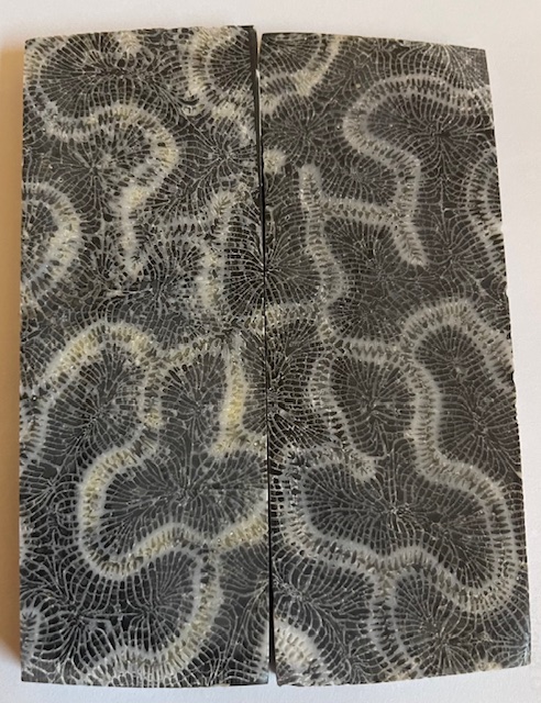 FOSSIL CORAL SCALES             4-1/4 X 1-1/2 X 1/4