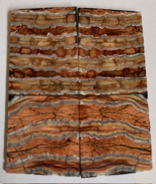 MAMMOTH TOOTH          2-15/16 X 1-3/16 X 1/16