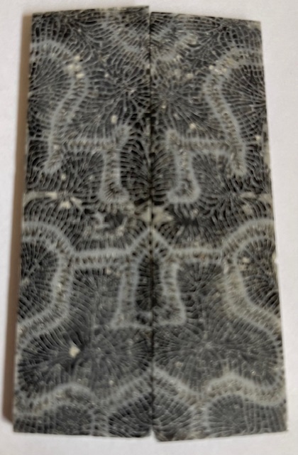 FOSSIL CORAL SCALES           3-7/16 X 15/16 X 1/8
