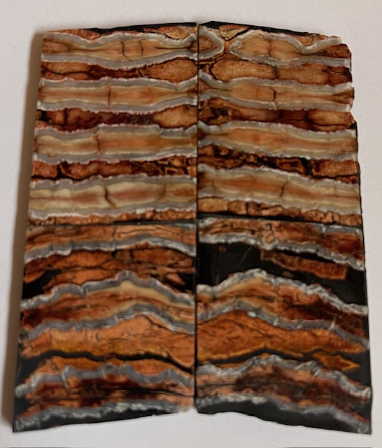 MAMMOTH TOOTH          2-13/16 X 1-1/8 X 1/8