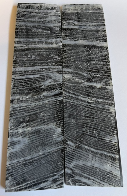FOSSIL CORAL SCALES            4-11/16 X 1-1/4 X 5/32