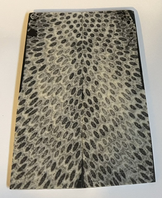 FOSSIL CORAL SCALES               4-11/16 X 1-1/2 X 3/16
