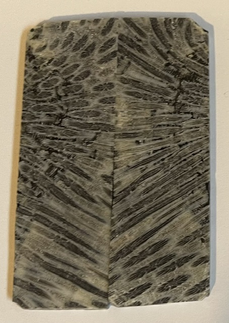 FOSSIL CORAL SCALES            3-3/8 X 7/8 to 1 X 1/8