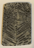 FOSSIL CORAL SCALES            3-3/8 X 7/8 to 1 X 1/8