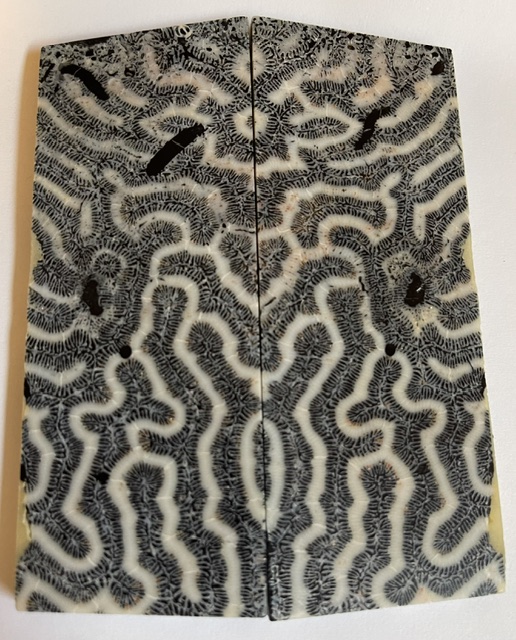 FOSSIL CORAL SCALES               4-3/16 X 1-5/8 X 3/16
