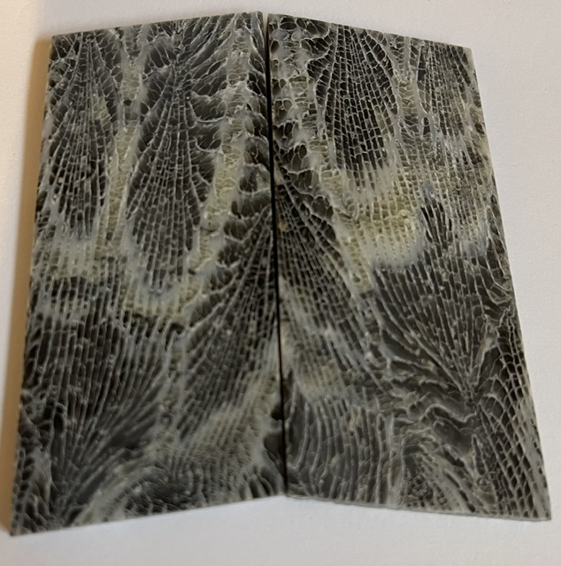 FOSSIL CORAL SCALES             3 X 1-5/16 X 1/8