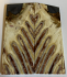 MAMMOTH TOOTH                 3-1/8 X 1-1/4 X 1/8