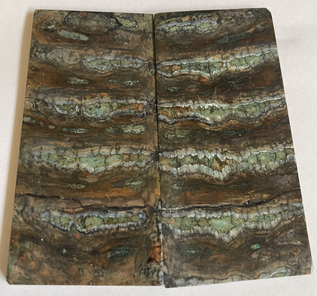 MAMMOTH TOOTH              3-11/16 X 1-11/16 X 1/8