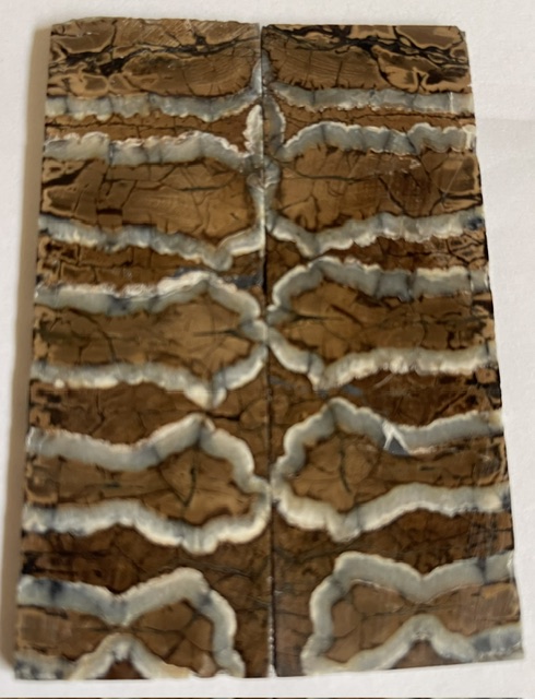 MAMMOTH TOOTH              3-11/16 X 1-1/4 X 1/8