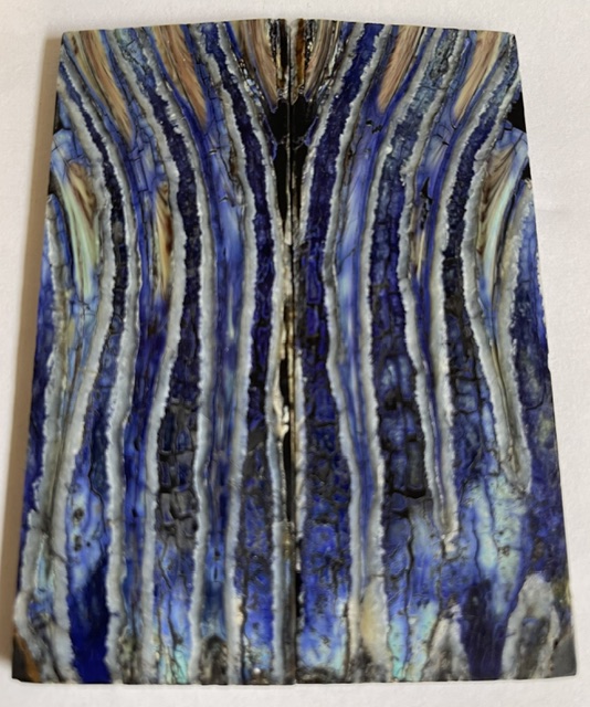 MAMMOTH TOOTH           3-7/8 X 1-7/16 X 1/8