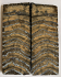 MAMMOTH TOOTH           3-5/8 X 1-3/8 X 5/32