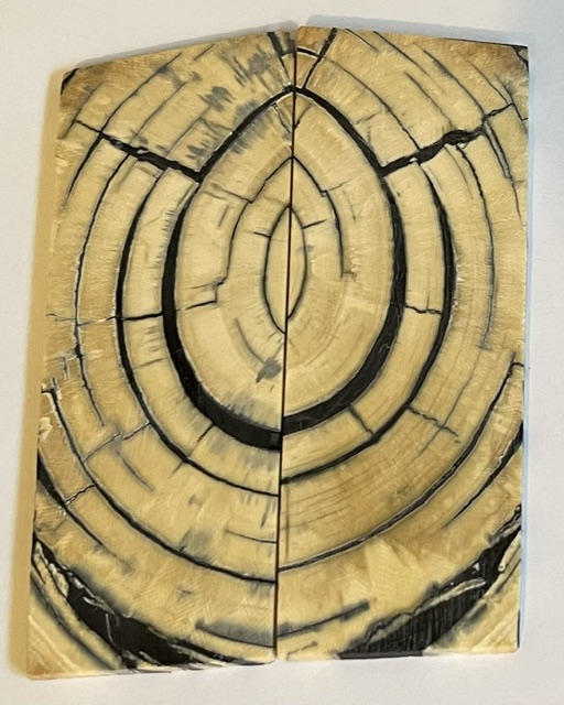 END GRAIN CUT MAMMOTH IVORY        4-3/4 X 1-5/8 X 1/8