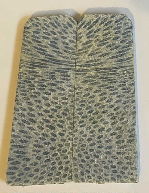 FOSSIL CORAL SCALES          4-11/16 X 1-5/8 X 3/16